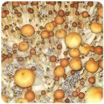 Псилоцибиновые (галлюциногенные)  грибы Psilocybin "Golden Teacher" в Няндоме