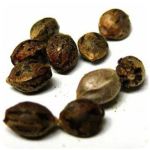 Семена марихуаны АК-47  (Seeds AK-47) в Няндоме